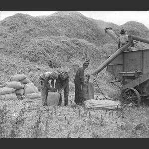Wheat-threshing men tying sacks - Morrells rig