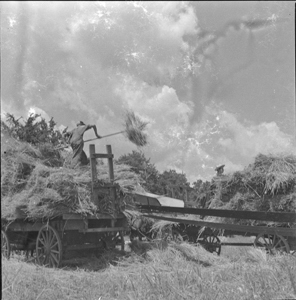 Wheat-threshing men tying sacks - Morrells rig