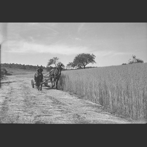 Man cutting winter oats with horse drawn mower - Old Hickory Blvd near Brentwood