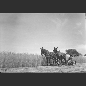 Man cutting winter oats with horse drawn mower - Old Hickory Blvd near Brentwood