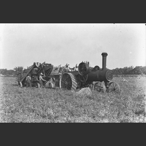 Steam-engine pulling wheat thresher thru field