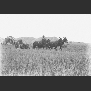 Cutting wheat with horse-drawn binder out on Granny-White Rd. - Melted the negatives - Authur W_