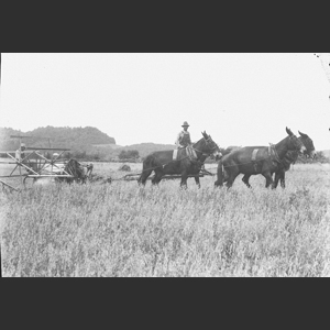 Cutting wheat with horse-drawn binder out on Granny-White Rd. - Melted the negatives - Authur W_