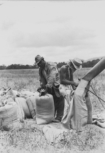 Wheat threshing scenes - Morrel rig