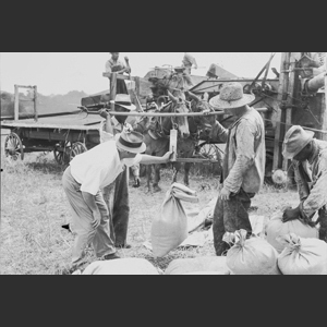 Wheat threshing scenes - Morrel rig