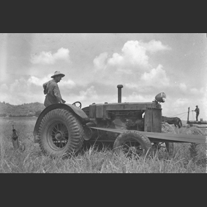 Threshing wheat - Morrells rig - Old tractor