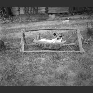 Princess Silver-Heel's dog Spotty - In his little hammock cradle