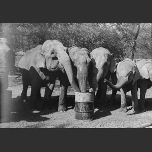 Elephants drinking Ringling Bros