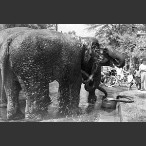 Elephant squirting water over self