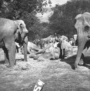Elephants at circus - Scenic-RinglingBros