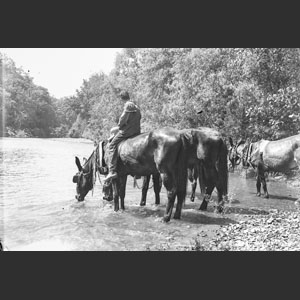Boy farm watering horses off sand-bar at Linton in South Harpeth