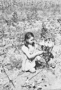 Bettie H_ picking cotton first see ever saw -Aunt Minnies
