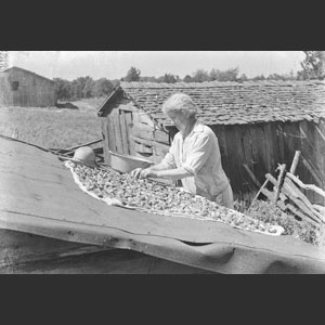 Aunt Minnie drying peaches