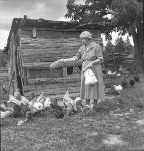 Aunt Minnie feeding chickens