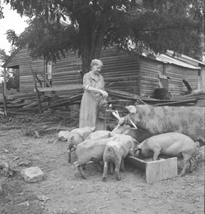 Aunt Minnie feeding hogs
