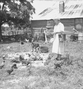 Aunt Minnie feeding chickens - Over exposed - keep sakes