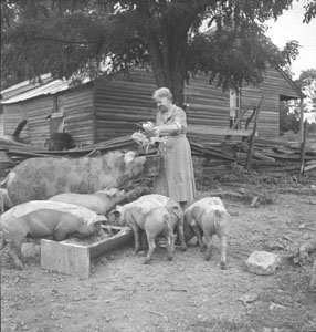 Aunt Minnie Feeding Hogs