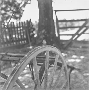 Baby bird on wagon wheel