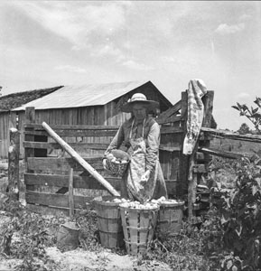 Country woman with baskets of potatoes - Aunt Minnie