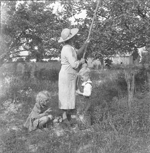 Women knocking apples off tree - Aunt Minnie